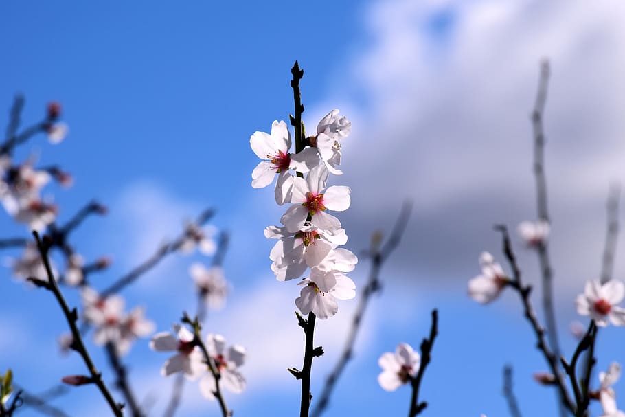 HD wallpaper: focus photography of white petaled flowers, almond tree ...