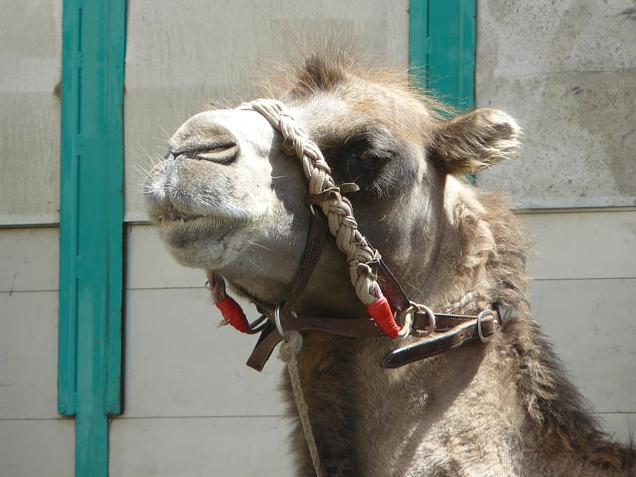 camel, animal, head, mammal, animal themes, one animal, domestic animals HD wallpaper