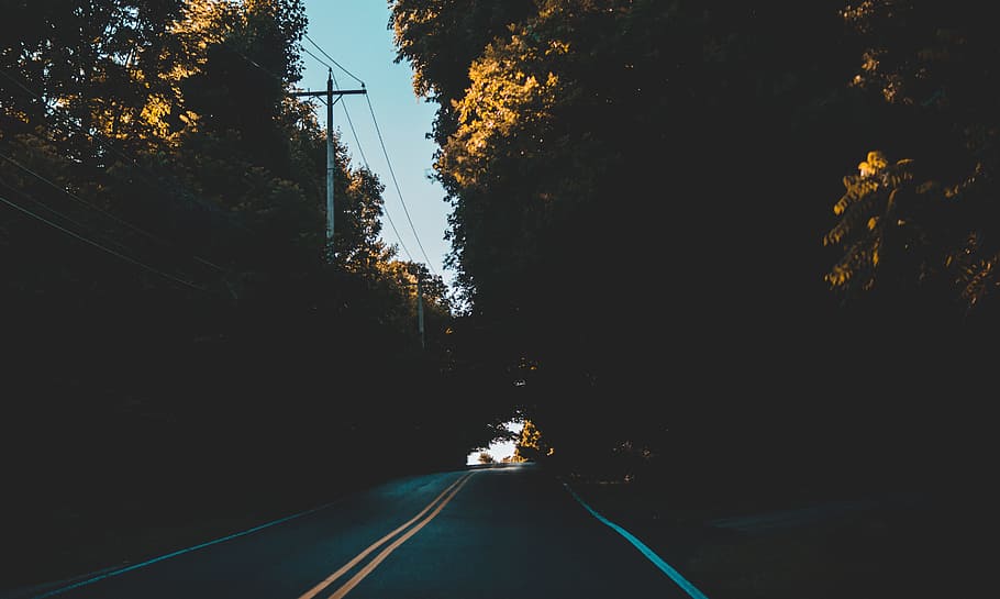 black road between trees, asphalt road between trees, Into the Woods HD wallpaper