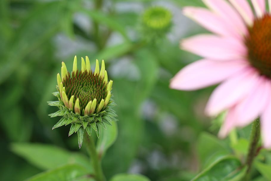 blossom, bloom, plant, flower, flowering plant, growth, beauty in nature HD wallpaper