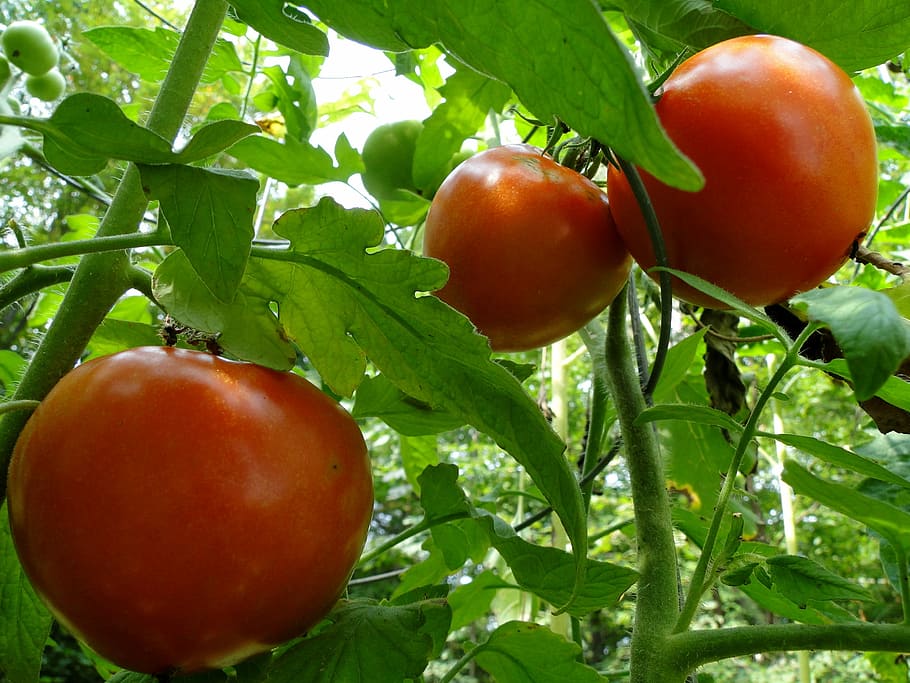 three tomatoes, Red, Vine, Ripe, Vegetables, summer, garden HD wallpaper