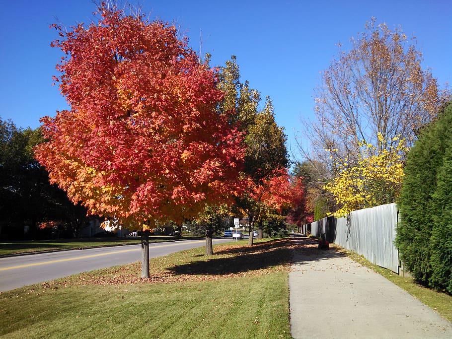 fall, tree, red, autumn, fall trees, nature, season, landscape HD wallpaper