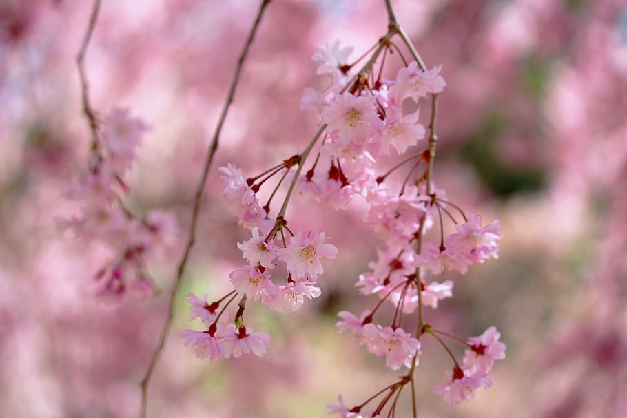 shidarecherry, droopingcherrytree, weeping cherry tree, cherry blossoms, HD wallpaper