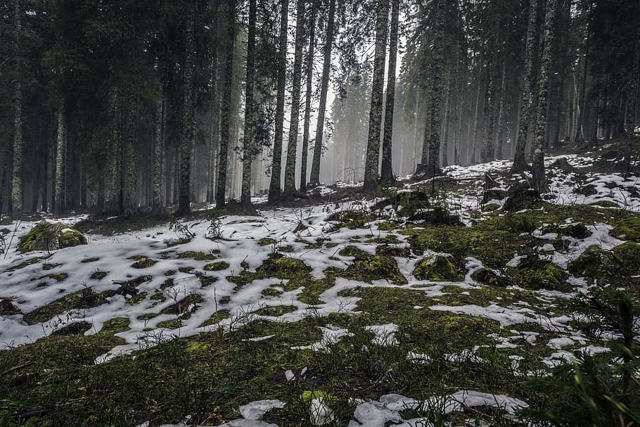 forest during daytime, winter, cold, zing, landscape, nature HD wallpaper