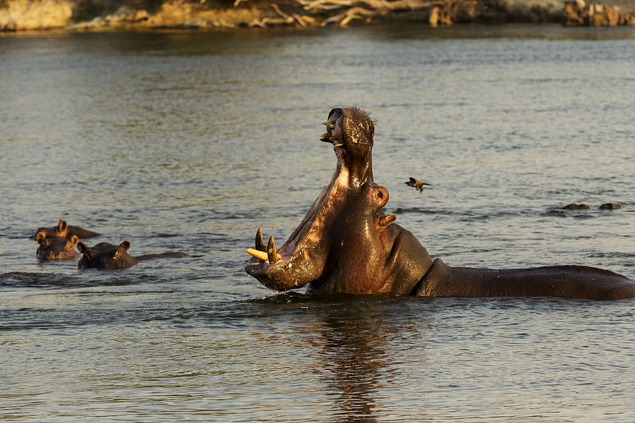 hippopotamus opening his mouth on water at daytime, Animal, Wild, Water