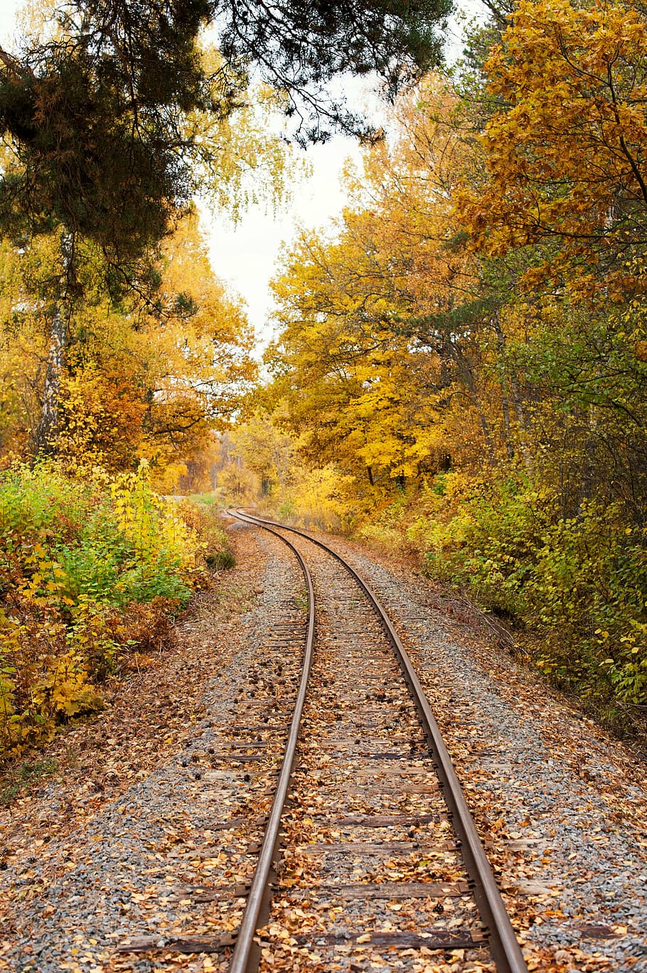 track, rails, tree, autumn, railroad track, rail transportation HD wallpaper
