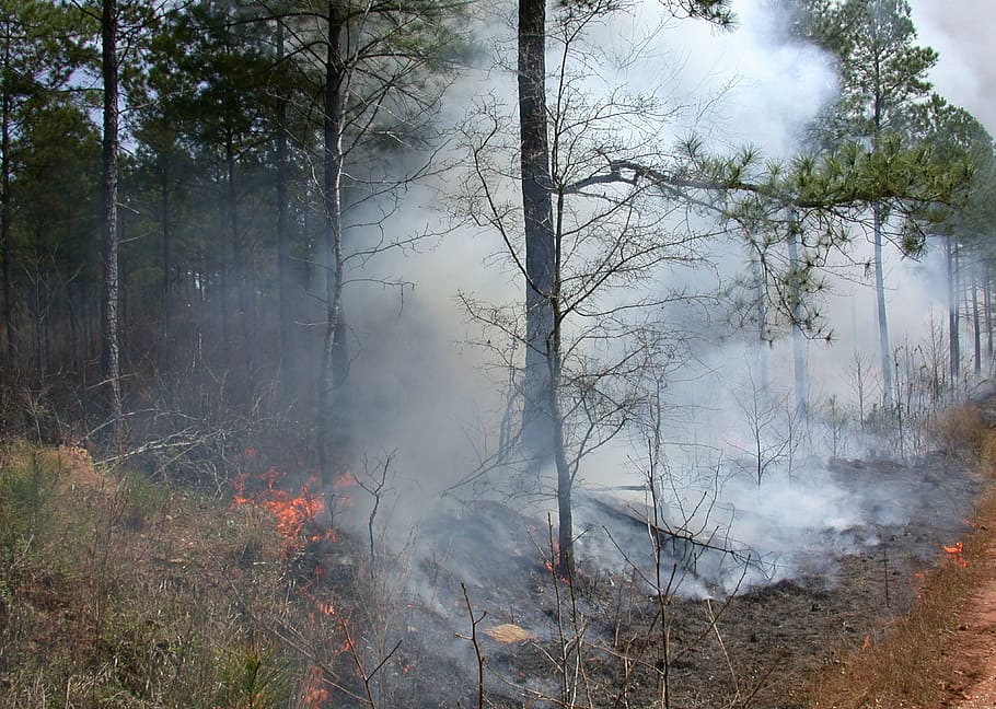 control burning, prescription, tree, trees, timber, forest HD wallpaper