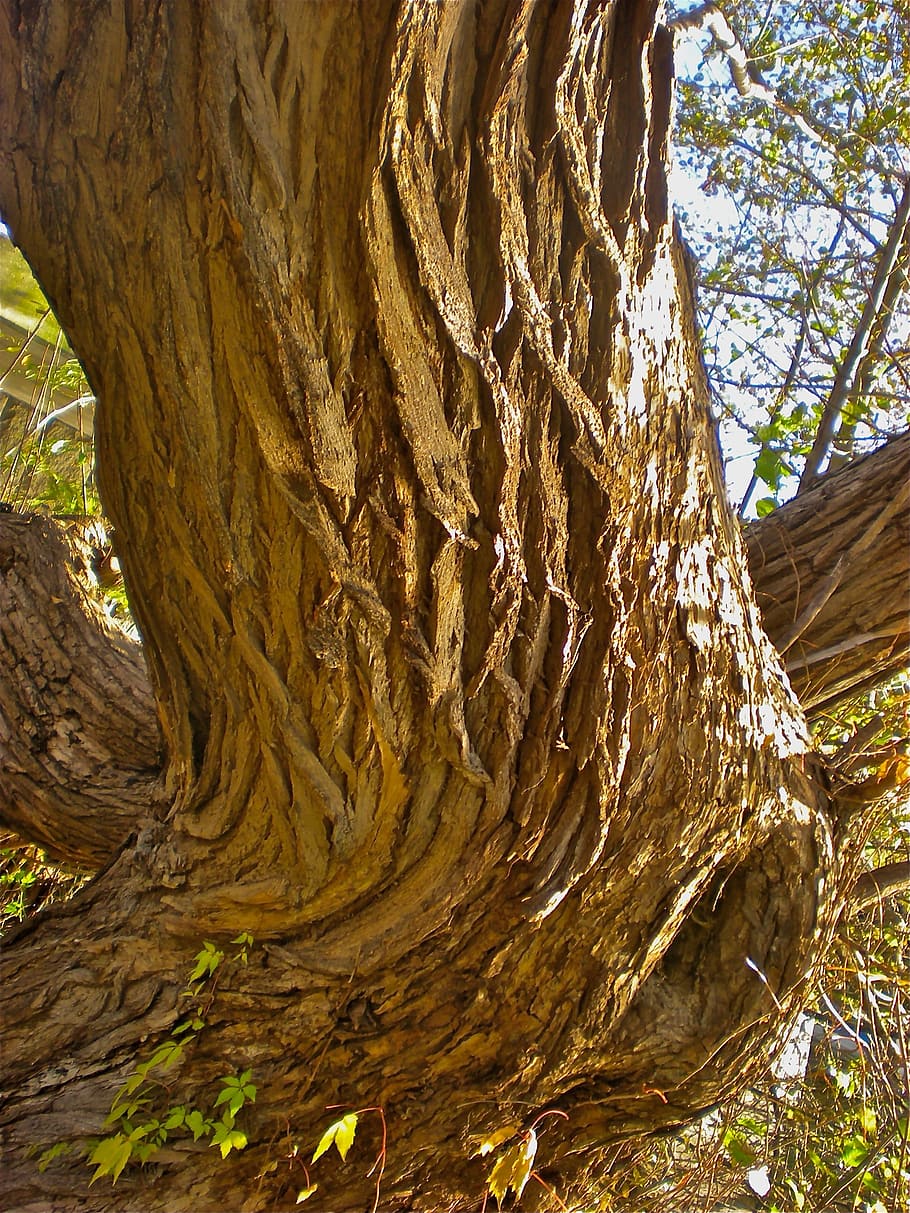 Tree, Bark, Tribe, Forest, Brown, nature, tree Trunk, woodland HD wallpaper