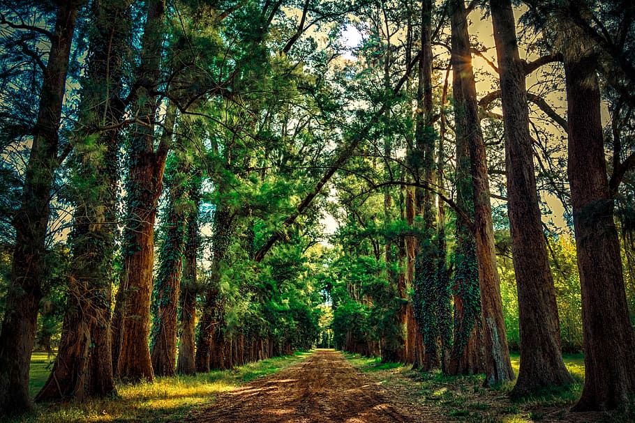 road between green trees during daytime photo, forest, path HD wallpaper