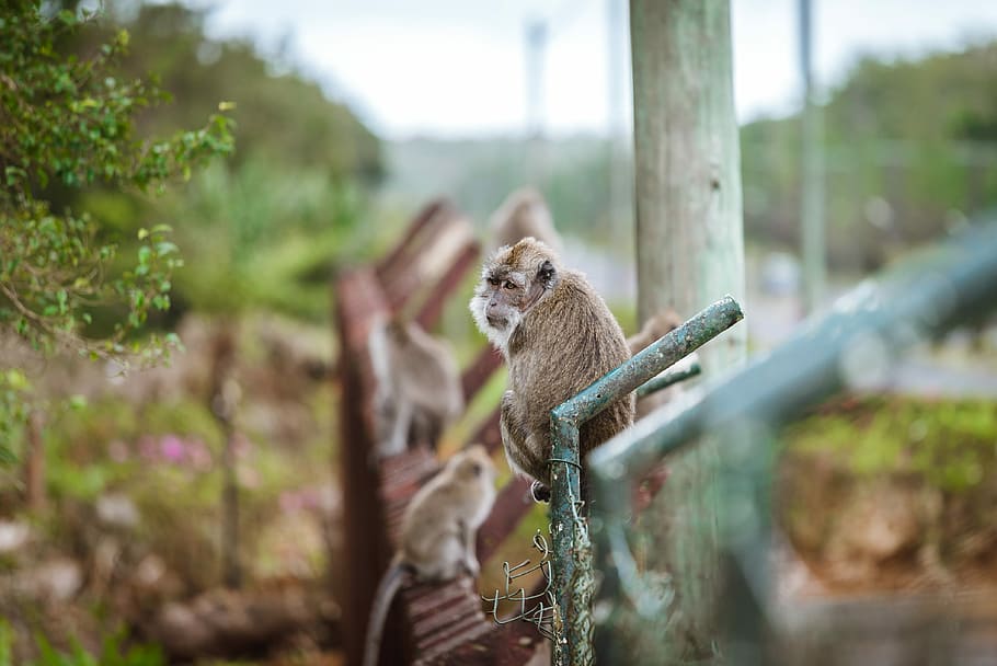 selective focus photography of brown monkey on grey railing, selective monkey on green metal fence HD wallpaper