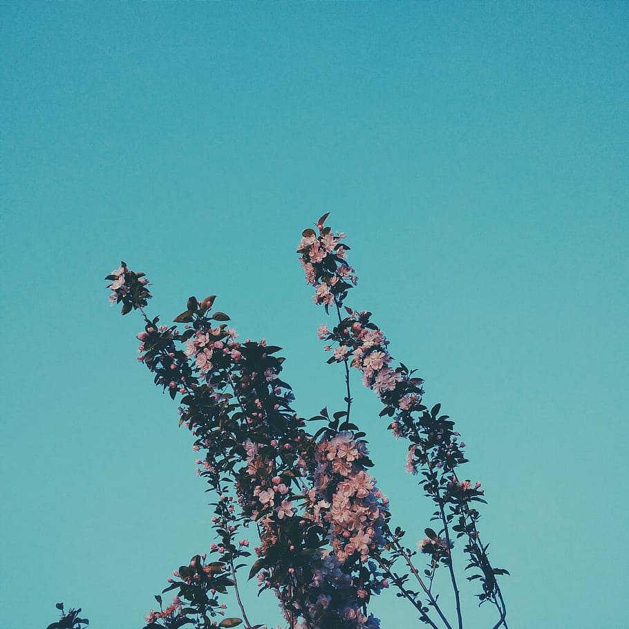Flowers, Nature, blue, low angle view, tree, clear sky, day HD wallpaper