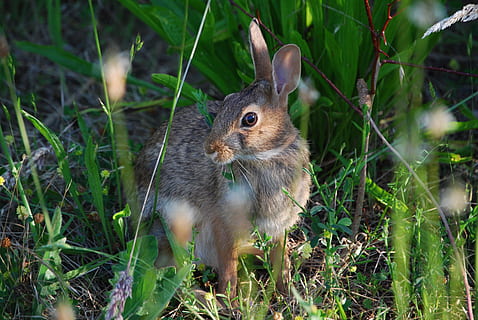 Rabbit, Hare, Spring, Outdoors, bunny, wild, fast, green, jackrabbit HD wallpaper