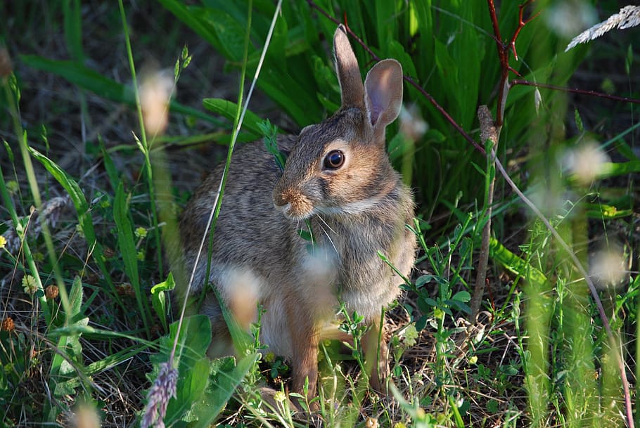 Rabbit, Hare, Spring, Outdoors, bunny, wild, fast, green, jackrabbit HD wallpaper