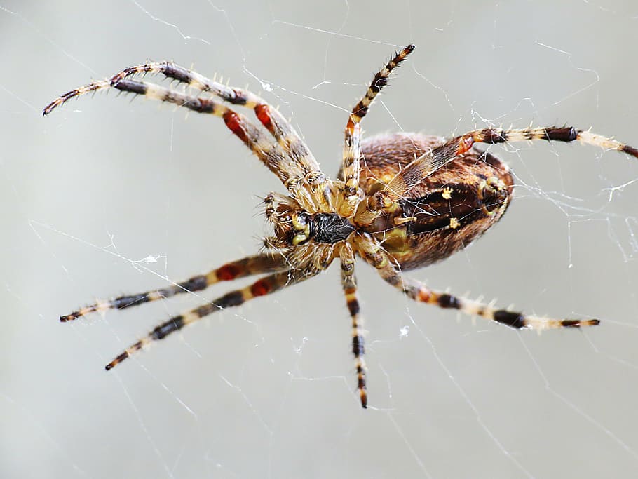 spider, arachnid, close, macro, network, spider Web, nature HD wallpaper