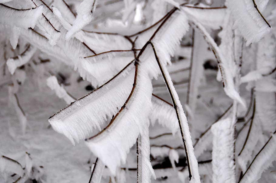 Frost, Cold, Snow, Winter, Ice, Frozen, iced, branch, cold temperature HD wallpaper