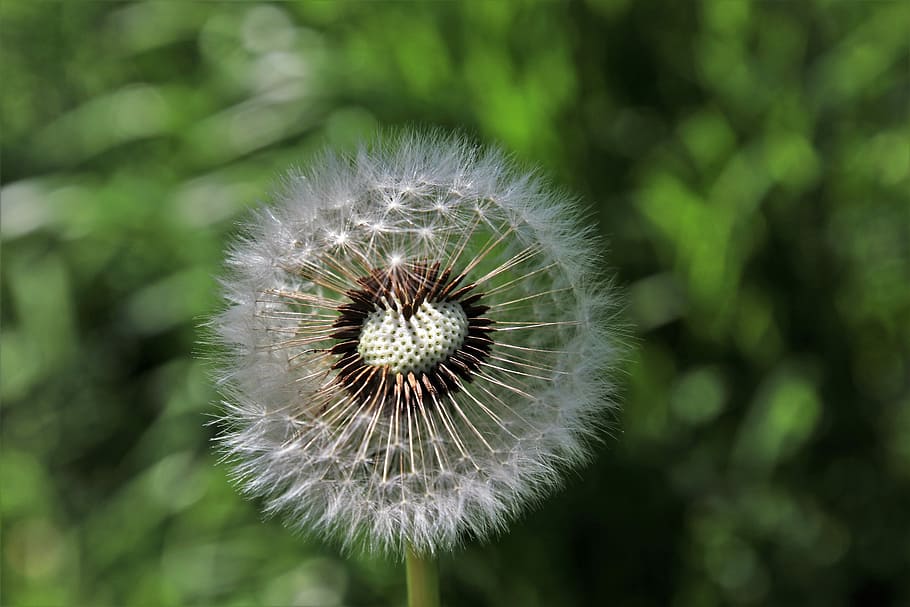 dandelion, spring, nature, plant, no one, at the court of, garden HD wallpaper