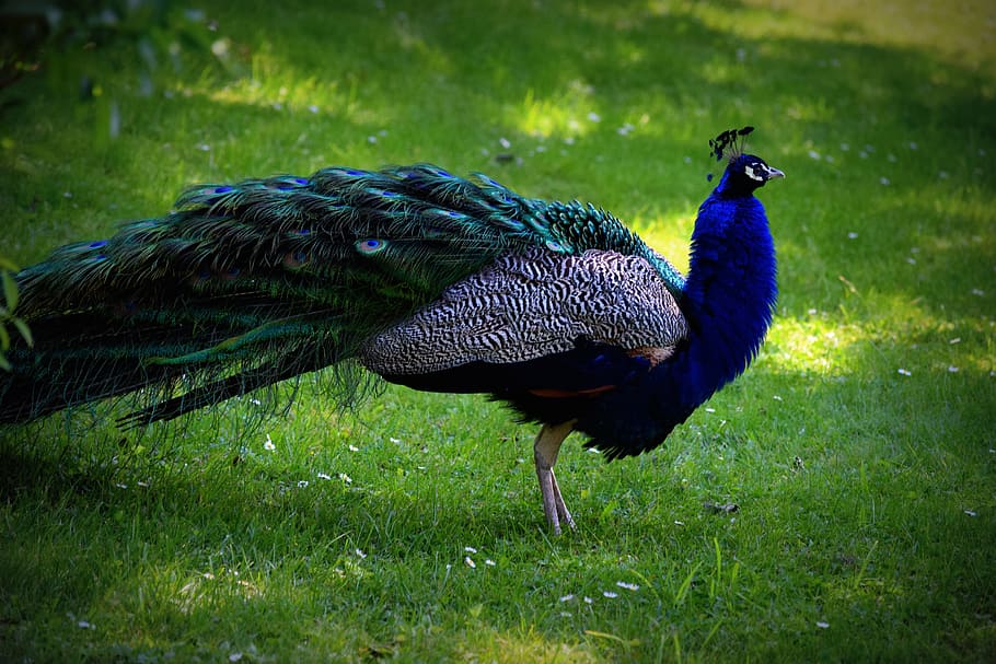 blue and green peacock on grass field, bird, color, animal HD wallpaper