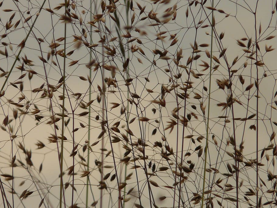 Bluegrass, Meadow, Summer, back light, closeups, macro, backgrounds HD wallpaper