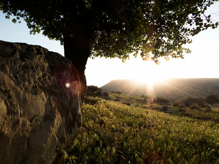 white rock beside green tree during daytime, silhouette, sunrise HD wallpaper