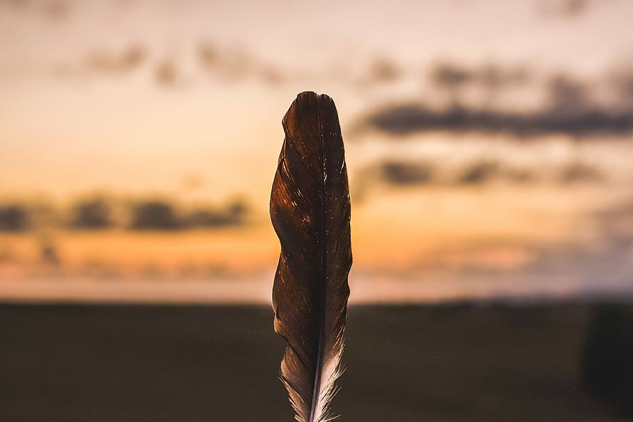 Light as a feather, selective focus photo of brown feather, found feather HD wallpaper