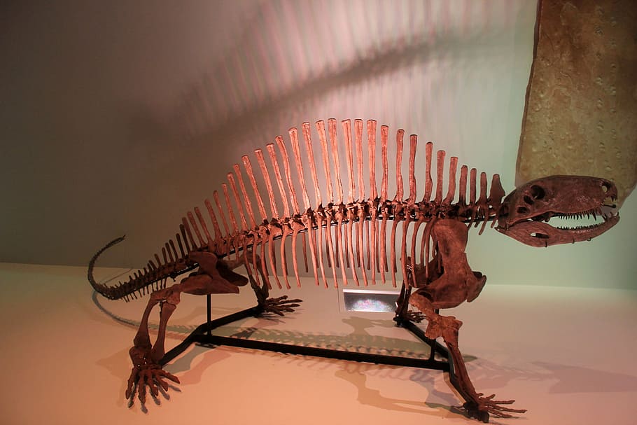dinosaur, skeleton, bones, fossils, prehistoric, jurassic, museum HD wallpaper