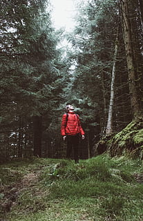 man looking up the tree, man in forest looking at tall tree, red HD wallpaper