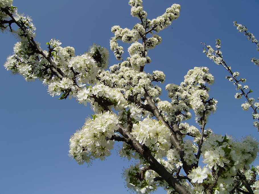 Sky, Spring, Flowers, tree, blossom, nature, clear sky, no people HD wallpaper