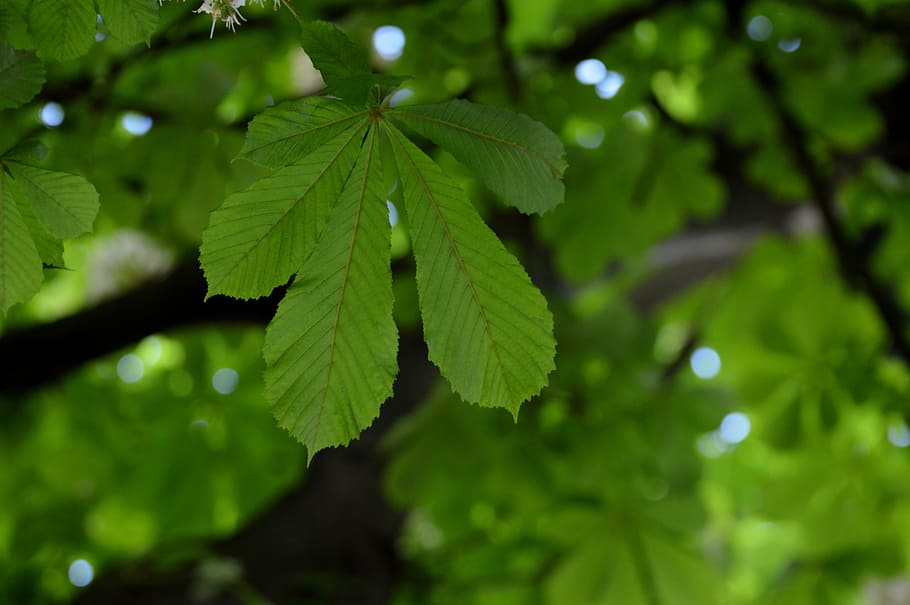 background image, chestnut, leaves, tree, nature, leaf, green HD wallpaper