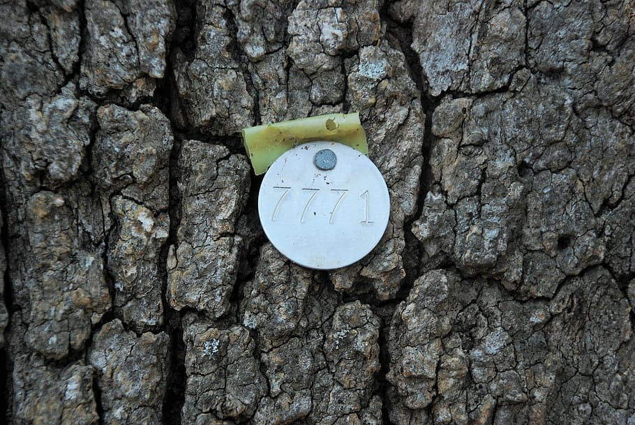 tree identification tags, tree tags, code, metal, circle, marking HD wallpaper