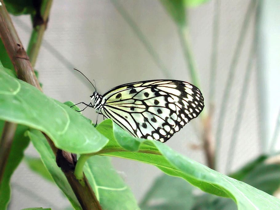 butterfly, spotted, wing, pattern, insect, delicate, macro HD wallpaper
