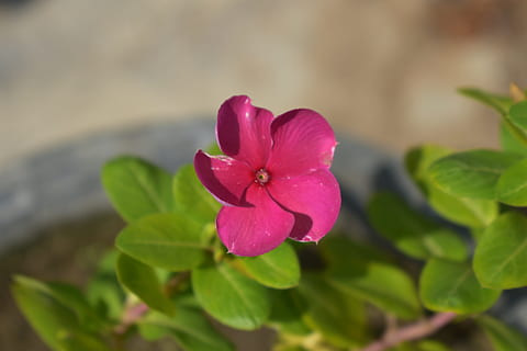 Morning picture | Plant leaves, Morning pictures, Flowers