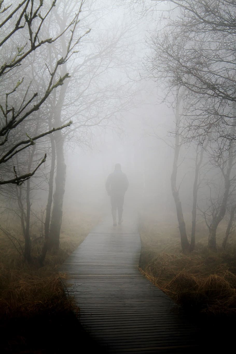 silhouette of man walking near trees with fog, autumn, nature