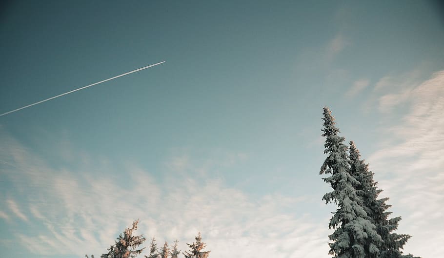 worm's-eye view photography of tree under blue sky, pine tree under blue sky HD wallpaper