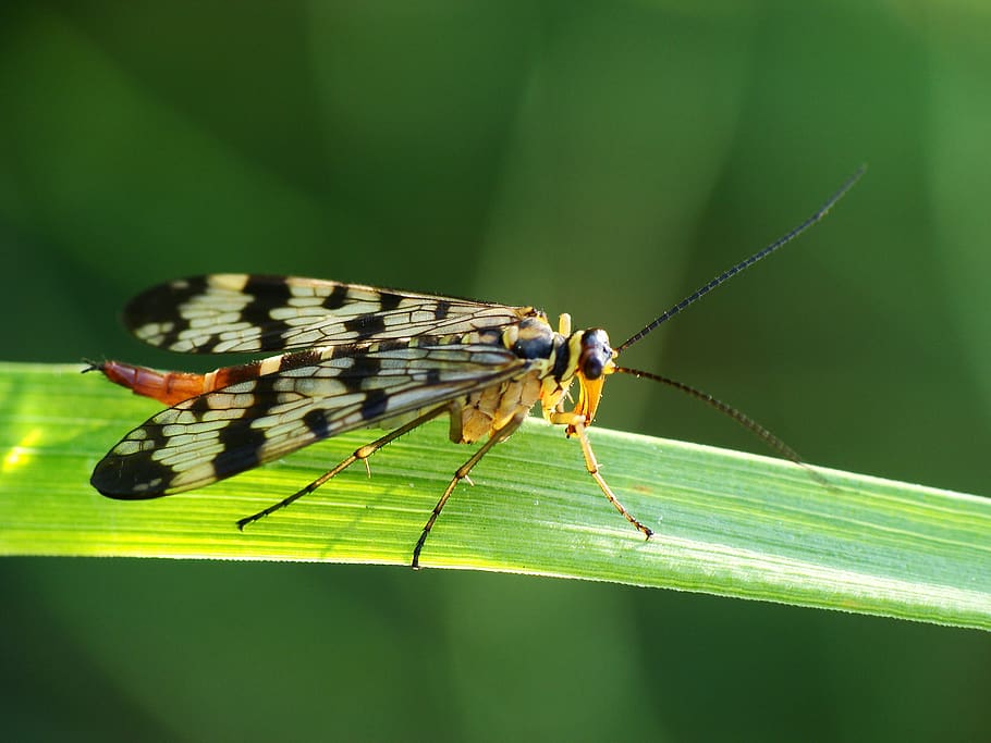 nature, worm, macro, insect, invertebrate, animal themes, animal wildlife HD wallpaper