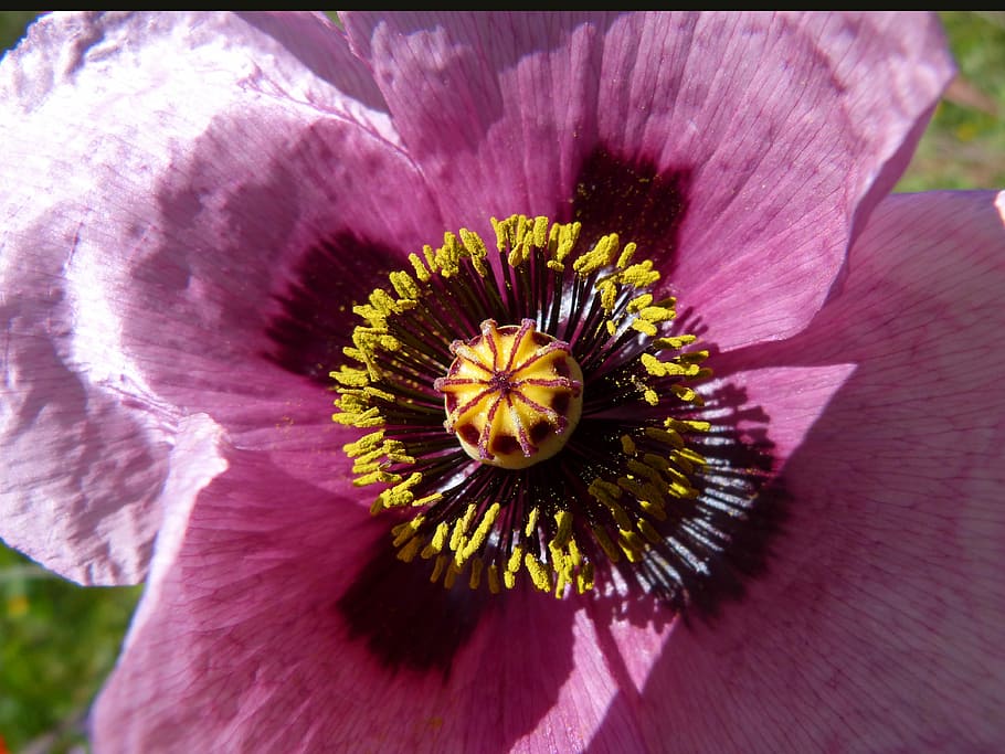 Papaver Somniferum, Gravel, Poppy, ababol, flower, petal, flower head