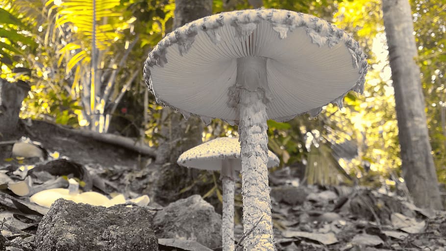 mushroom, splash, splashed, nature, plant, tree, growth, no people HD wallpaper