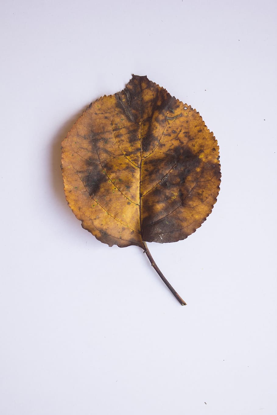 Leaf, Autumn, Colors, Brown, nature, season, yellow, tree, plant HD wallpaper