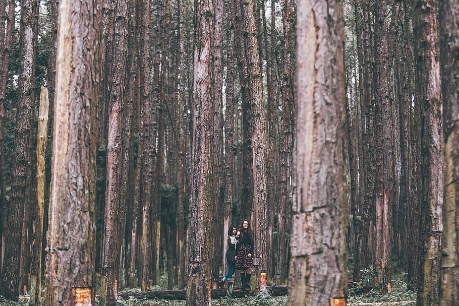 two women standing in the middle of forest, bark, tree, standing in forest HD wallpaper