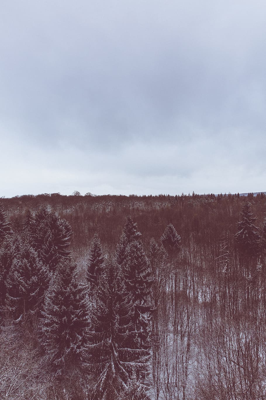 A red-hued shot of an evergreen forest under snow, snow covered tree under grey cloudy skies HD wallpaper