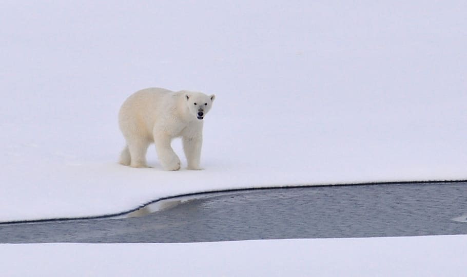 White Polar Bear on White Snowy Field Near Canal during Daytime, HD wallpaper