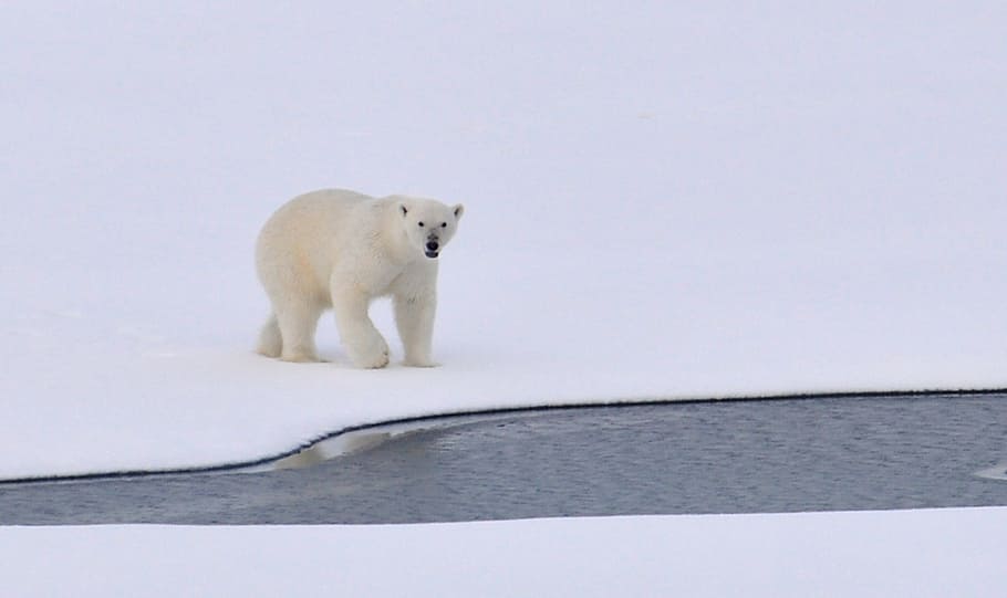 white polar bear on snow near body of water, ice, arctic, cold HD wallpaper