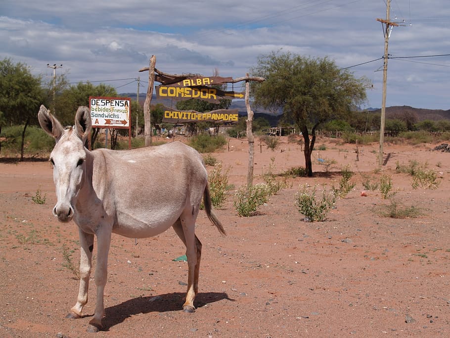 donkey, desert, argentine, animals, mammal, domestic animals, HD wallpaper