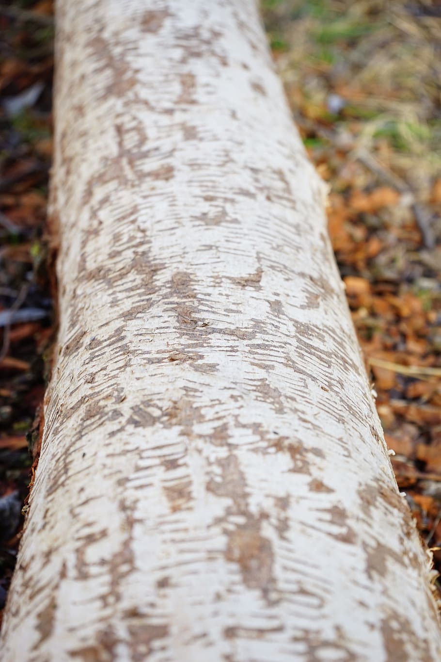 Log, Bark, Beaver, Eating, beaver eating, gnawed off, gnawing