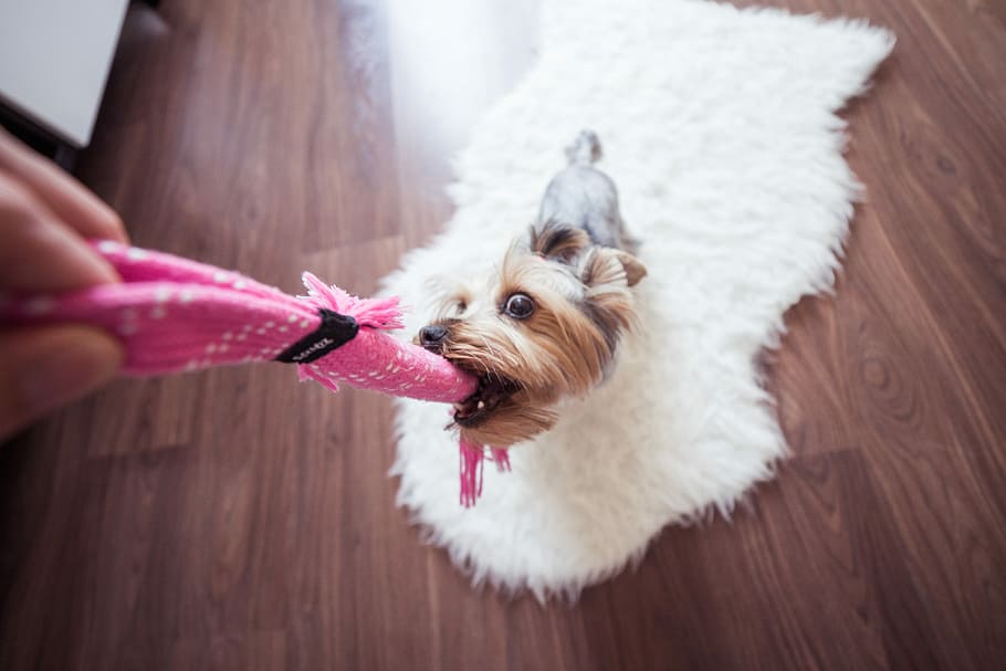 Funny Playing With Yorkie Dog at Home, animals, cute, dogs, jessie, HD wallpaper