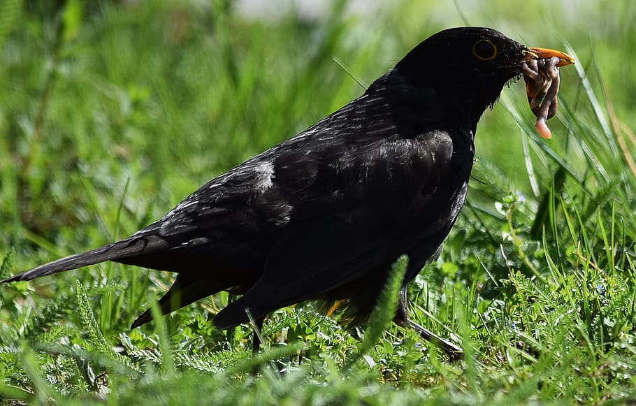 Kos, Worm, Grass, Bird, one animal, animal wildlife, animals in the wild HD wallpaper