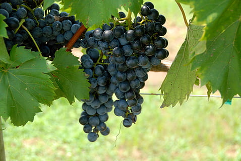 Grapes, Vine, Vineyard, Fruit, Wine, food, agriculture, winery HD wallpaper