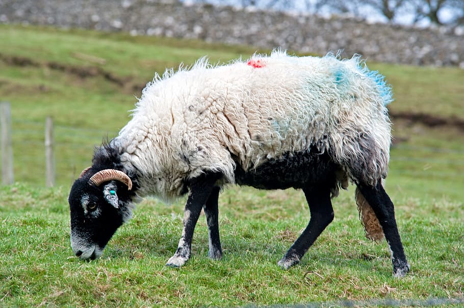 Sheep, Animals, Farm, grass, animal themes, grazing, field HD wallpaper