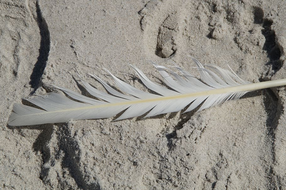 spring, seagull, bird feather, seagull feather, lost, beach HD wallpaper