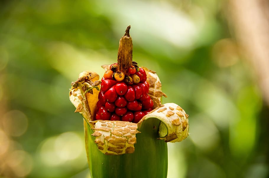 Seeds, Flower, Pod, Cunjevoi, Lily, red, cunjevoi lily, alocasia brisbanensis HD wallpaper