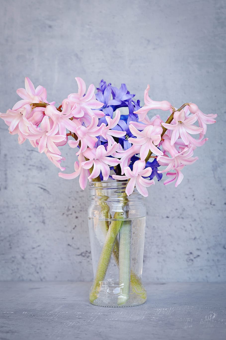 Hd Wallpaper: Pink And Blue Flowers In Glass Vase, Hyacinth, Pink 